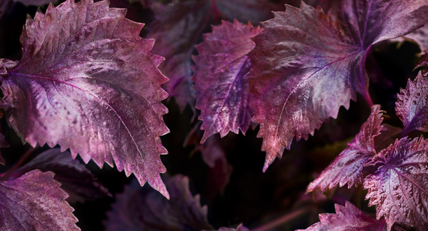Shiso Perilla