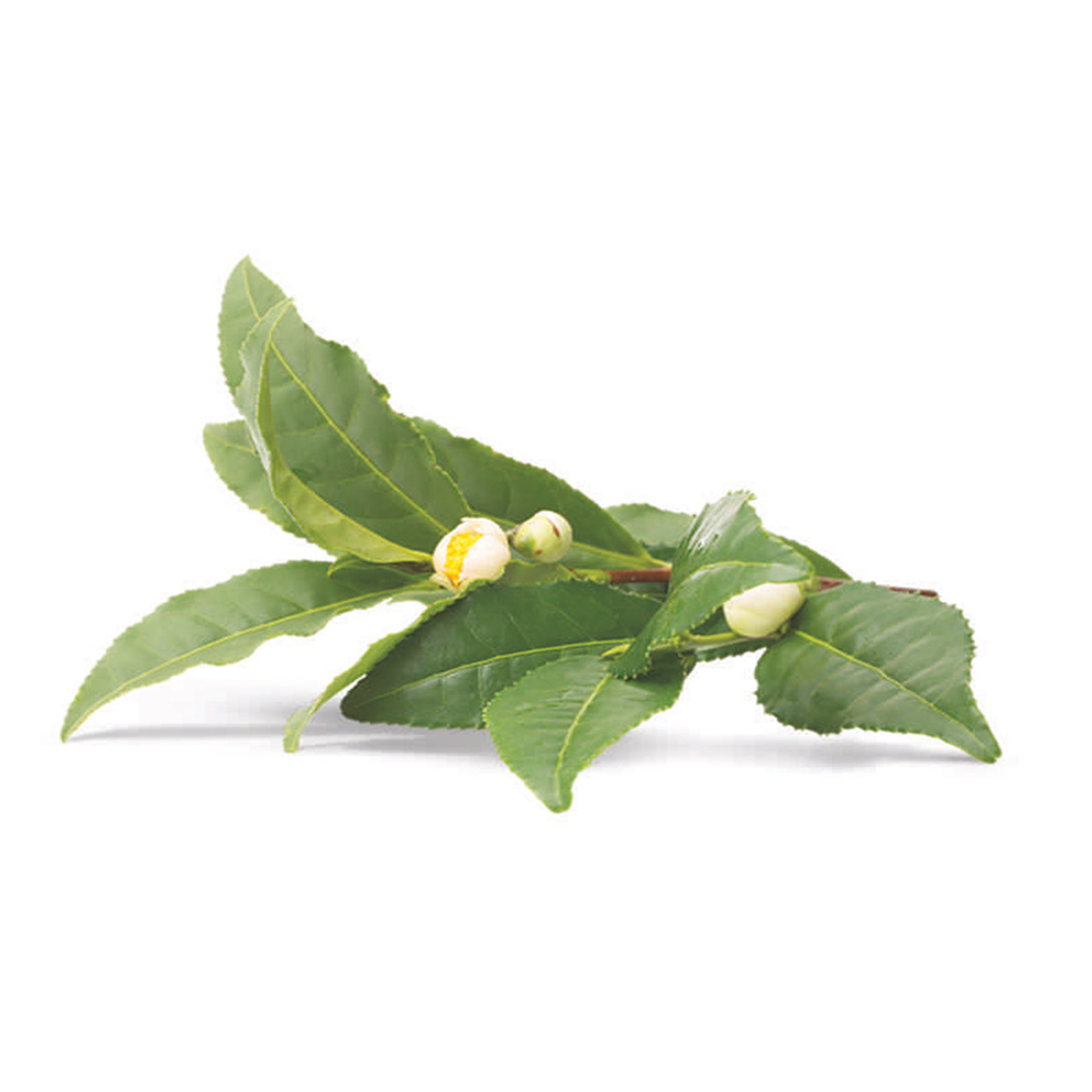 Té verde