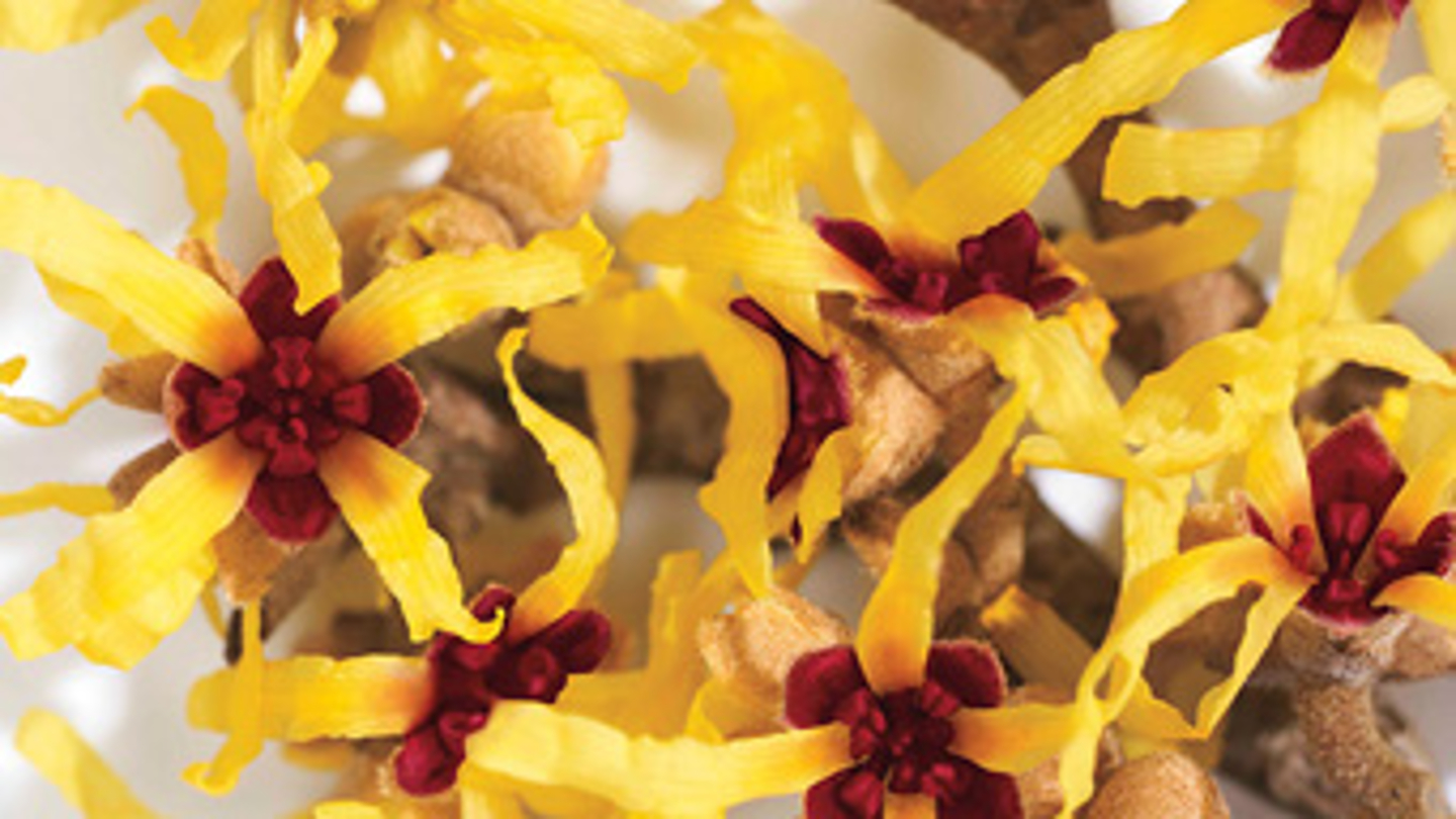 Hamamelis
