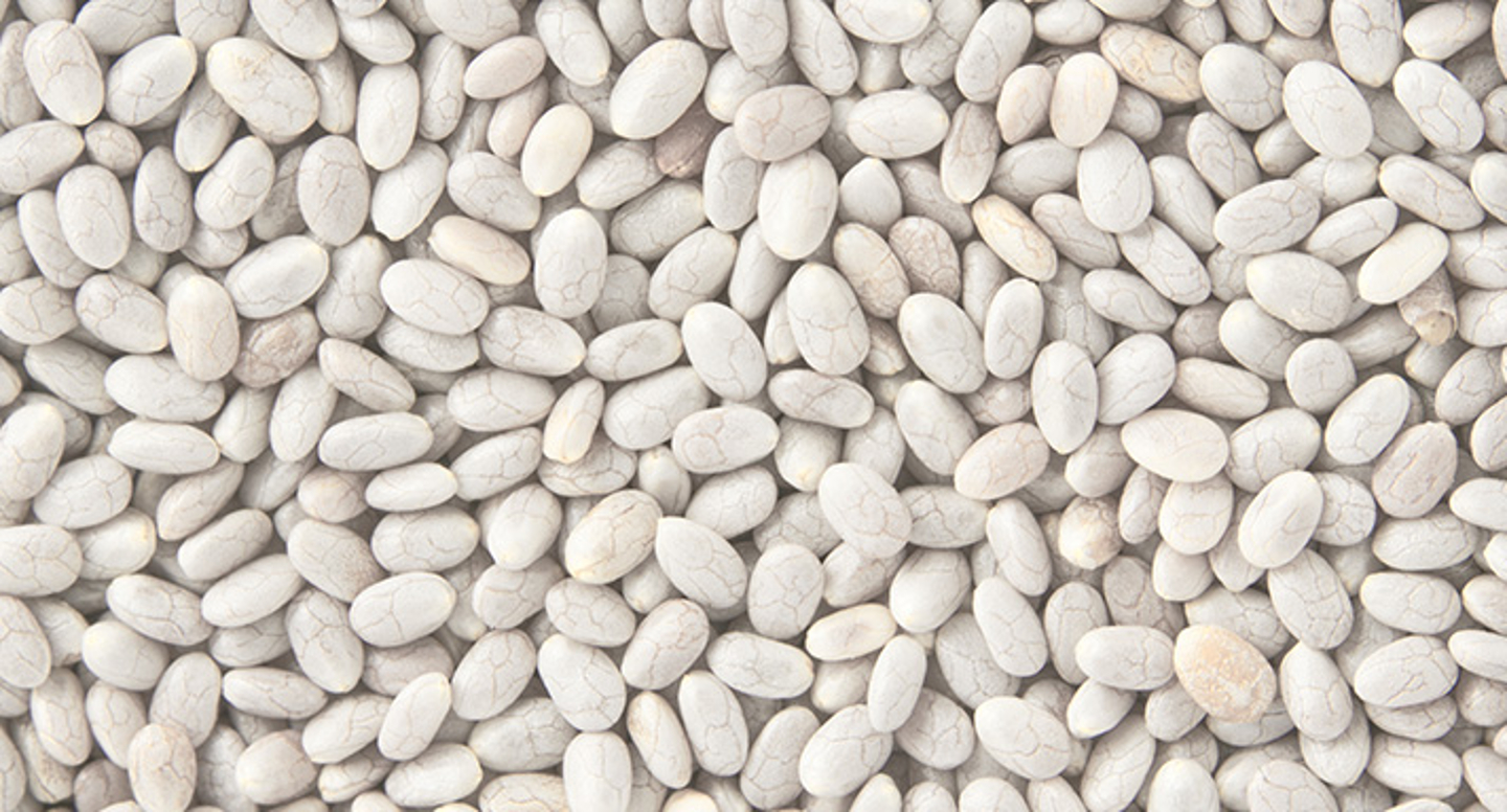 Chía Blanca