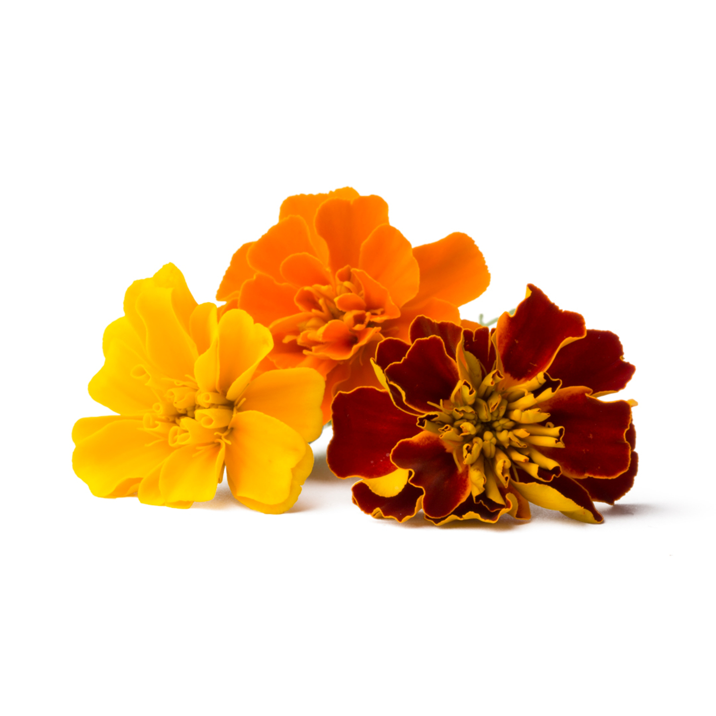 Flor de Cempasúchil