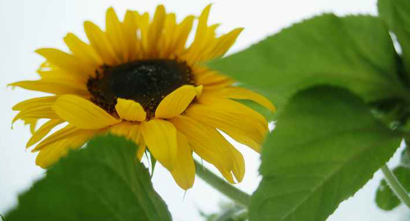 Semilla de Girasol