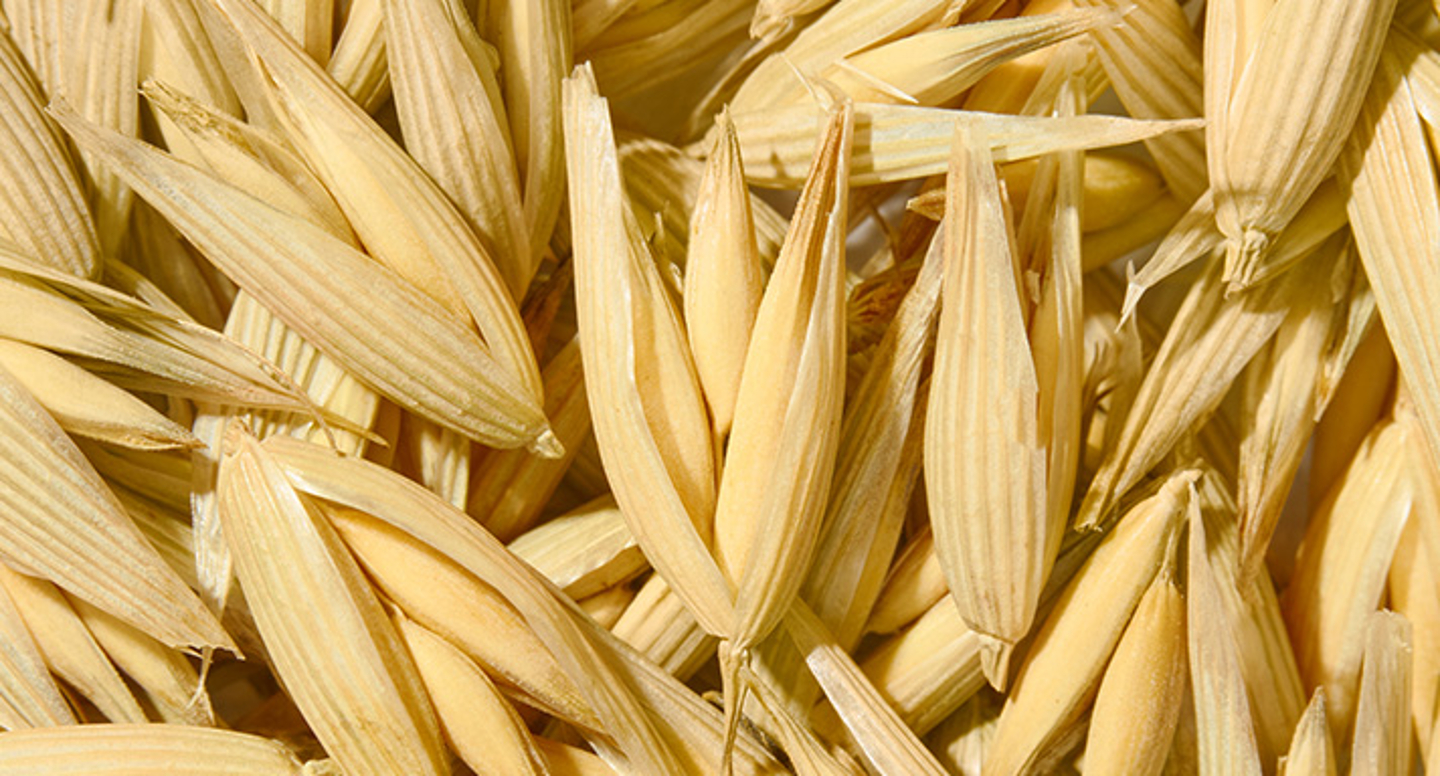 Proteína de Avena